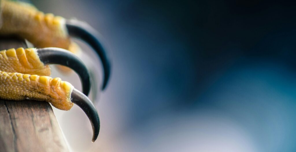 Macro image highlighting the sharp talons and texture of a bird's claws.