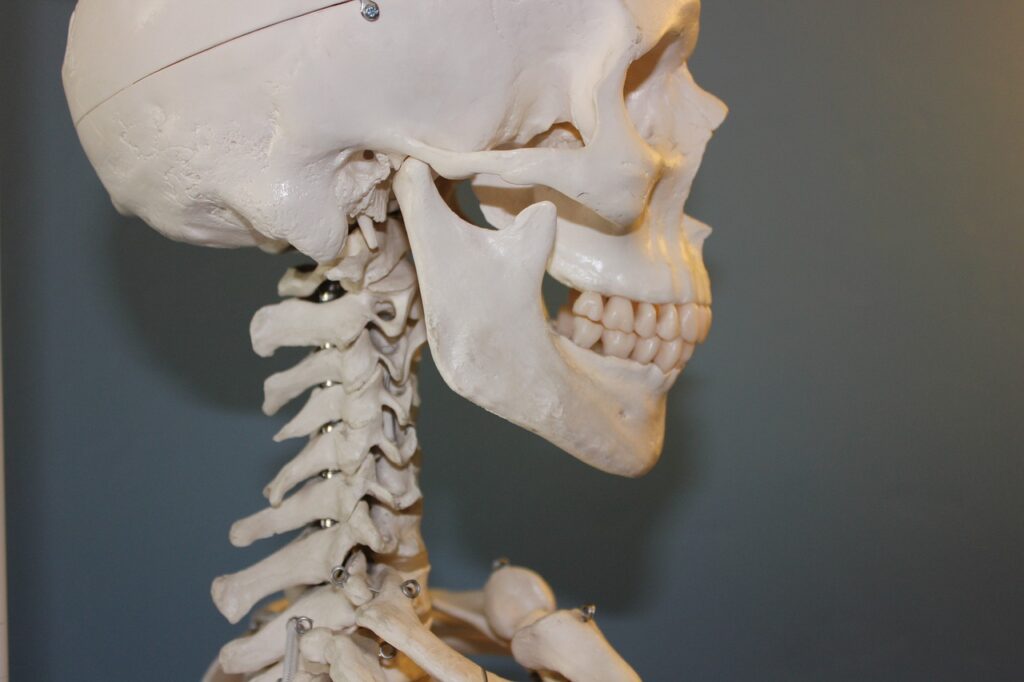 skull, vertebrae, anatomy, bone, body, human, skeleton, head, face, jaw, teeth, vertebrae, anatomy, skeleton, skeleton, skeleton, jaw, jaw, jaw, jaw, jaw