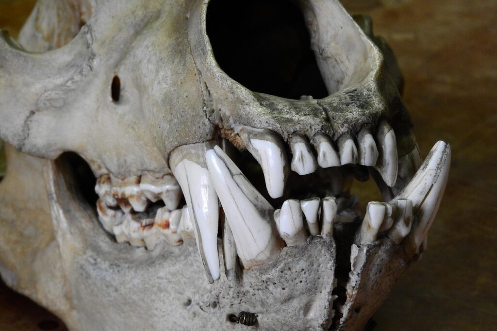 bear, ursus, skull, bones, teeth, jaw, ursus, skull, skull, skull, teeth, teeth, teeth, teeth, jaw, jaw, jaw, jaw, jaw