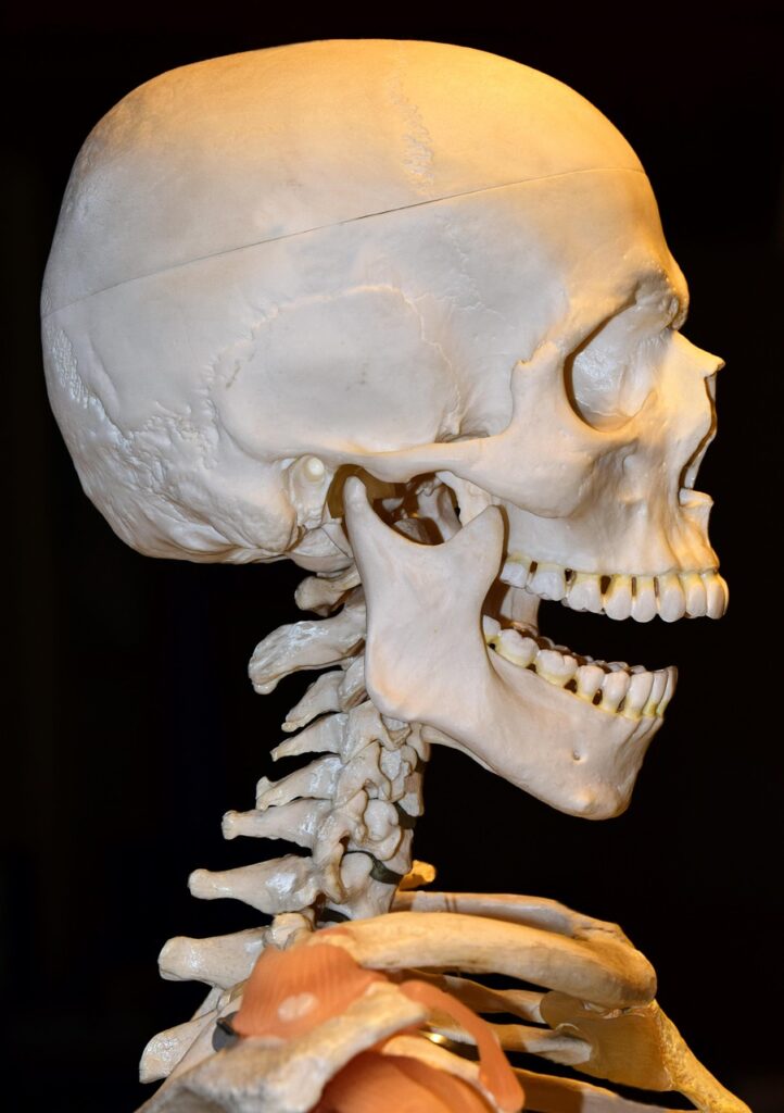 spine, cervical spine, jaw, lower jaw, upper jaw, eye sockets, teaching object, demonstration, anatomy, skull, skeleton, bone, horror, skull bones, human anatomy, head, skull and crossbones, human, medicine, brain skull, vertebrae, representation, preparation, denture