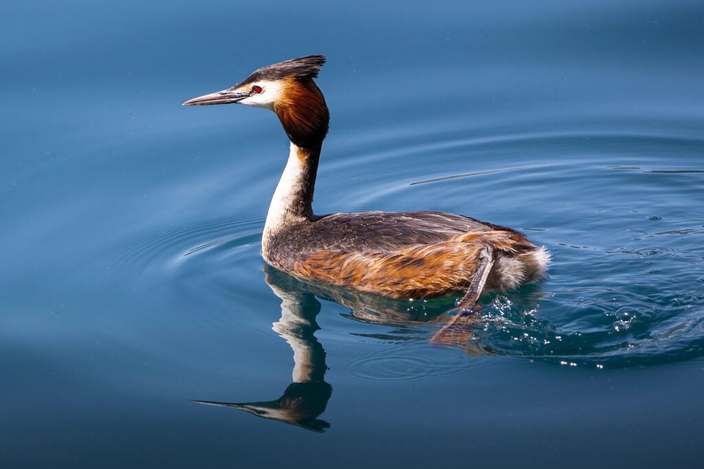 grebe, bird, animal, waterfowl, water bird, aquatic bird, feathers, beak, plumage, fauna, nature