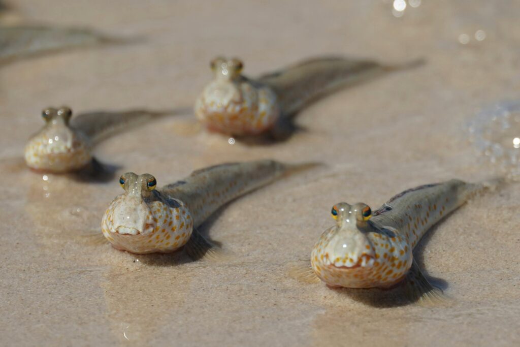Close-up of mudskippers on a sandy beach shore displaying unique amphibious behavior.